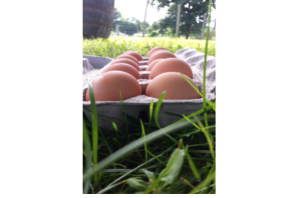 Large Farm Fresh Eggs Dozen