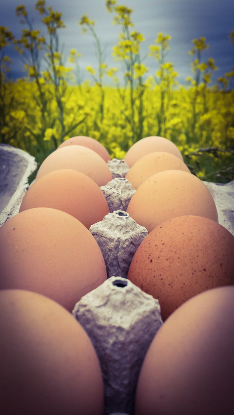 Dairy & Eggs