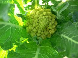 Organic Romanesco Cauliflower