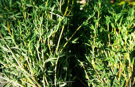 Organic Thyme Bunches