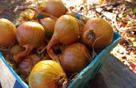 Organic Shallots $8.99/lb