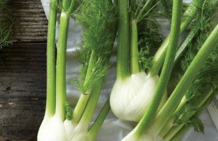 Fennel Bulb & Frond 2 Packs