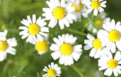 Chamomile Plant