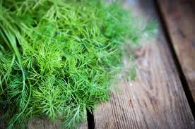Organic Dill Bunches