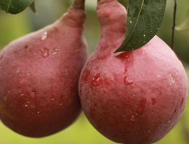 Organic Red Pears 2lb Bag