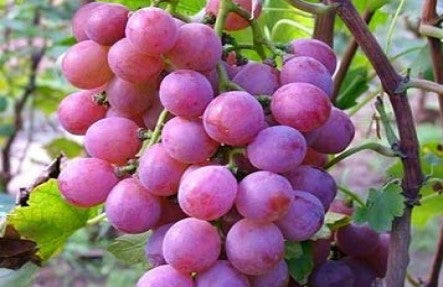 Organic Red Grapes Seedless 2lbs