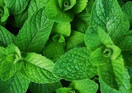 Organic Mint Bunch