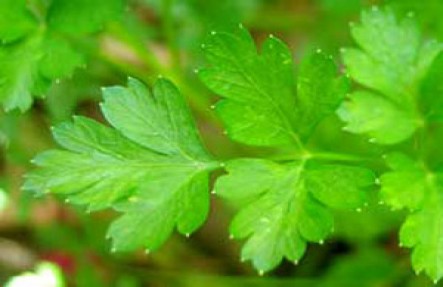 Organic Parsley Bunch
