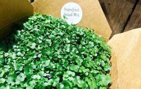 Superfood Salad MicroGreens