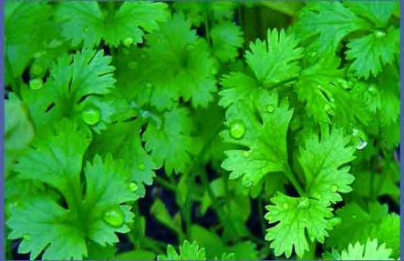 Organic Cilantro Bunches