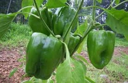 Organic Green Bell Peppers 2lb Bags