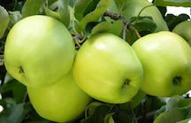Organic Granny Smith Apples 3lb Bag