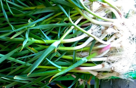 Organic Fresh Scallions 1 bunch