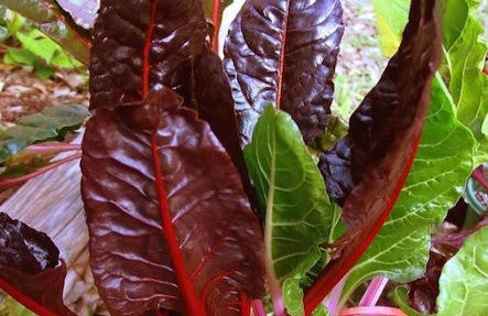 Organic Swiss Chard 2 Bunches
