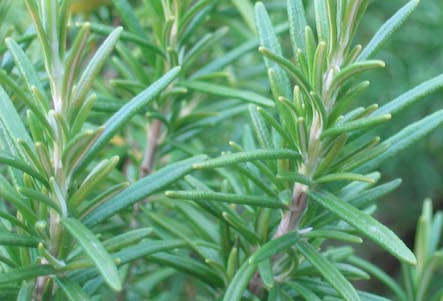 Organic Rosemary Herb Bunch