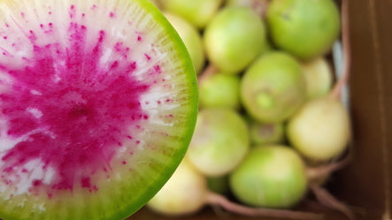 Organic Watermelon Radish 2lb Loose