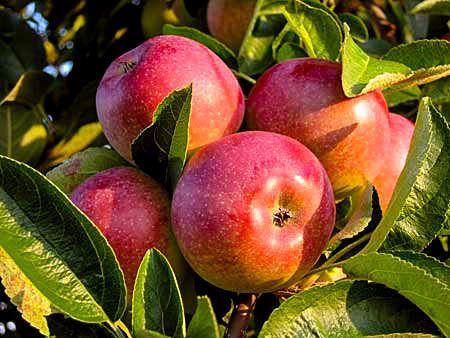 Gala Apples 3lb Bag