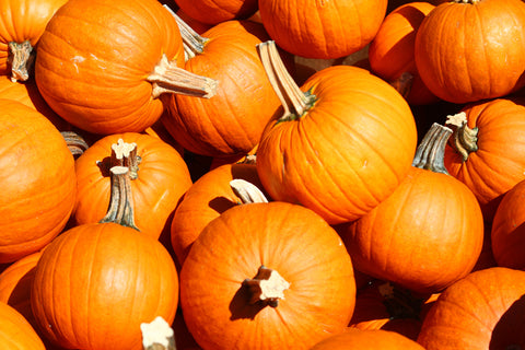 Sugar Pie Pumpkin 7-9lb- 3 Pumpkins ***SPECIAL****