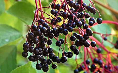 FROZEN Local Elderberries 1lb