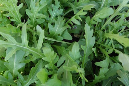 Wild Arugula 1lb Bag