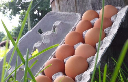 Add On: 8 Hands Pastured Eggs