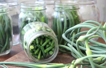 Pickled Garlic Scapes 16oz ***SPECIAL***