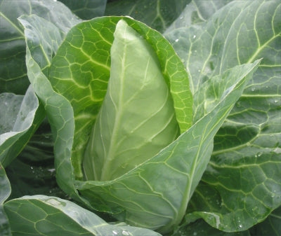 Organic Green Cabbage 2 Pack