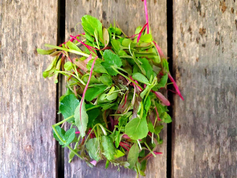 Kohlrabi MicroGreens