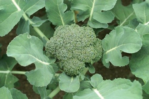 Organic Broccoli Crowns 3lb