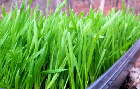 Organic Wheatgrass- 1 Tray
