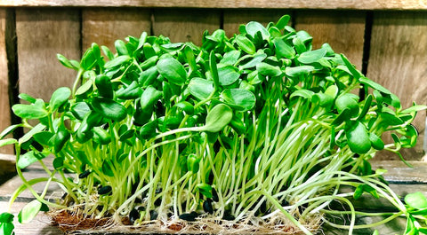 Black Oil Sunflower MicroGreens