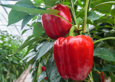 Organic Red Bell Peppers 2lb Bag
