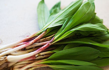 Local Wild Ramps 1lb