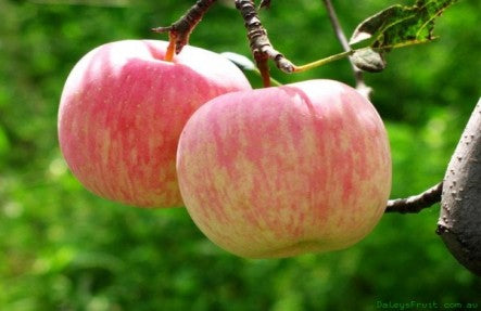 CandyCrisp Apples 3lb Bag