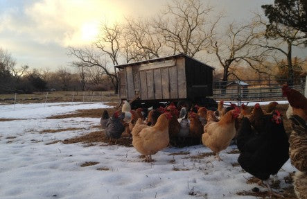 The Early Bird Share