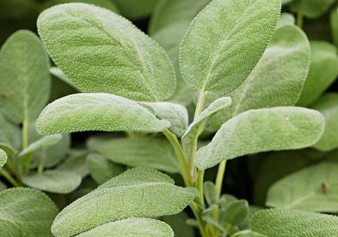 Organic Sage Bunch