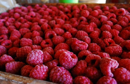 Raspberry- Full Pint